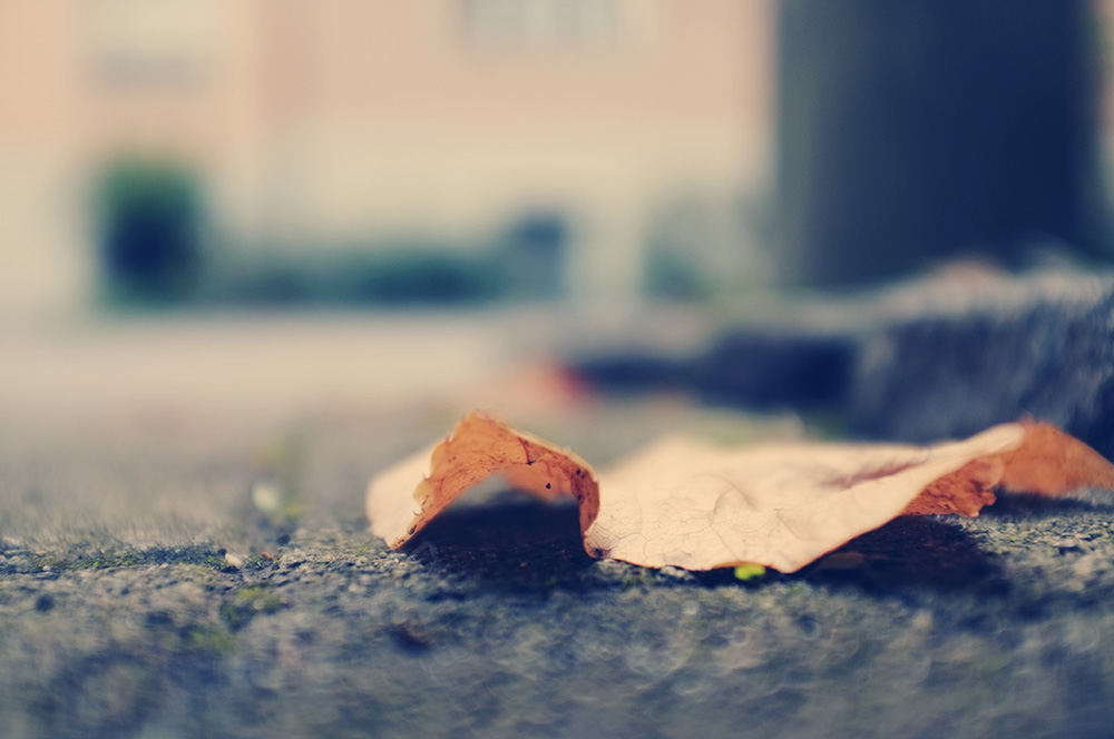 Herbst, welkes Blatt, unscharf, Stimmung, melancholisch, Ende, Veränderung, Foto: Azucena Viloria