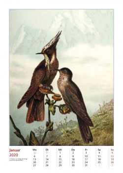 Vogel-Illustrationen aus Brehms Tierleben