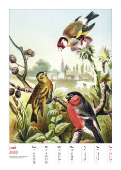 Vogel-Illustrationen aus Brehms Tierleben